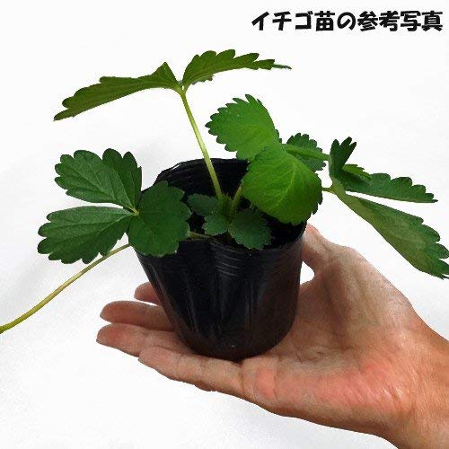 いちご苗３寸６０個セット 専用出品 楽天市場】苺 イチゴ苗 3株セット お任せの3種類セット : 母の日
